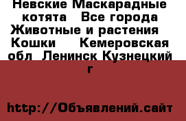 Невские Маскарадные котята - Все города Животные и растения » Кошки   . Кемеровская обл.,Ленинск-Кузнецкий г.